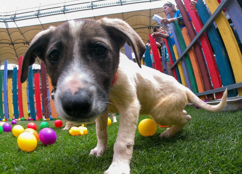 „Adoptă la Arenă!” Târg de adopții pentru pisici și câini la Arena Națională 18786993