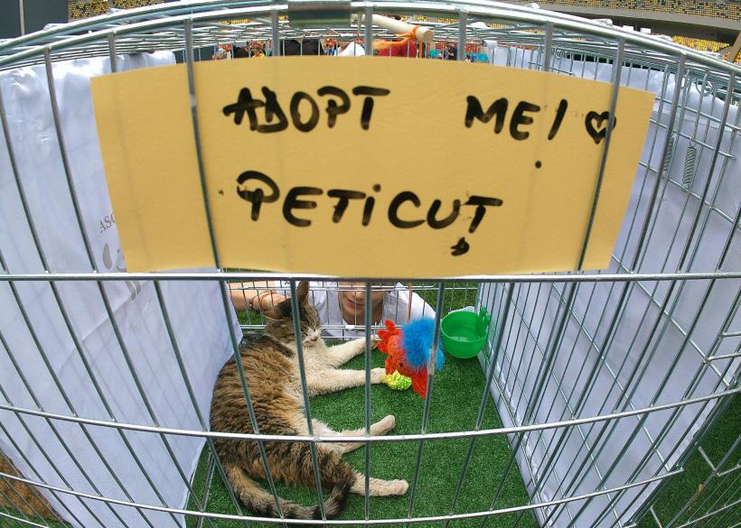 „Adoptă la Arenă!” Târg de adopții pentru pisici și câini la Arena Națională