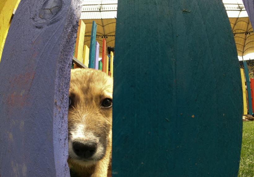 „Adoptă la Arenă!” Târg de adopții pentru pisici și câini la Arena Națională 18786995