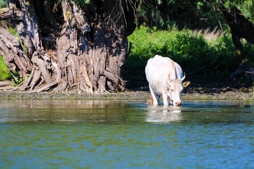 Festival de fake news despre Delta Dunării: bombele care nu există au speriat turiștii 18787824