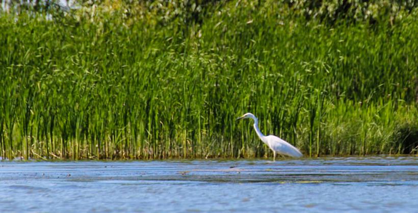 Festival de fake news despre Delta Dunării: bombele care nu există au speriat turiștii 18787825
