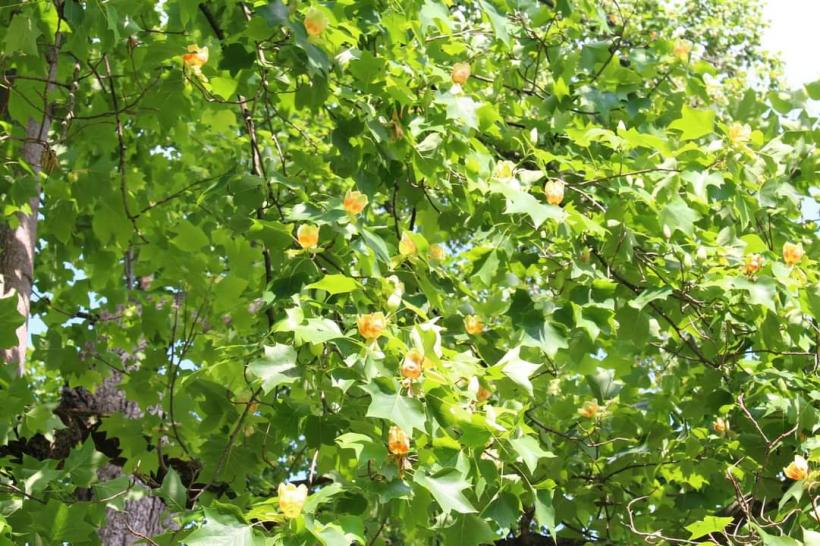 Palatul înflorit de la Avrig, un nou concept de promovare turistică 18788207