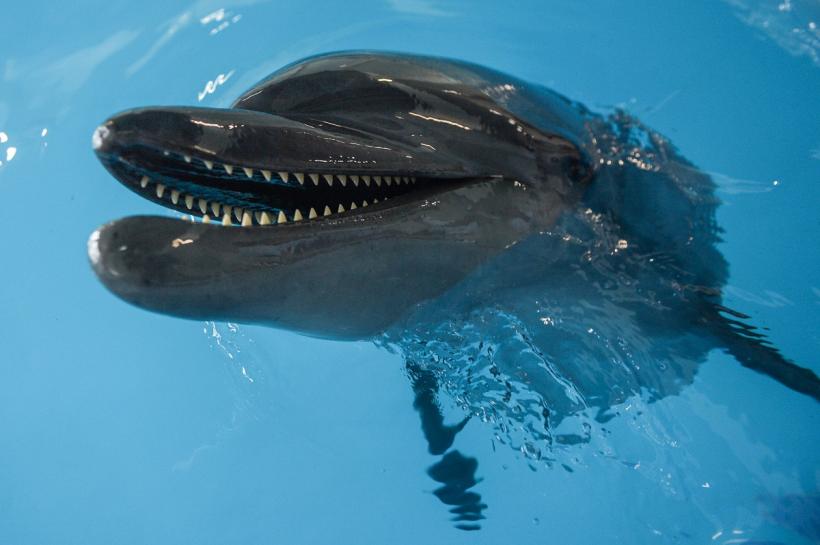 Delfinii din Marea Neagră sunt uciși de sonare militare