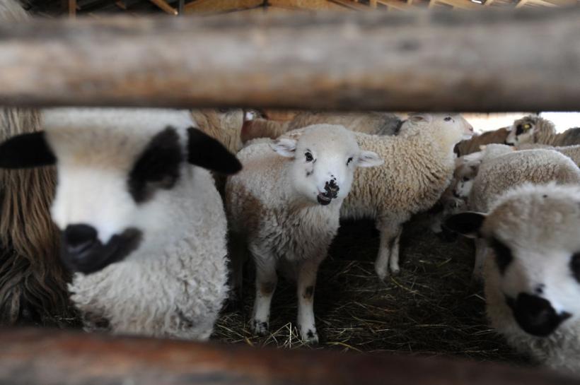 Patru persoane reținute după ce ar fi furat oi din mai multe ferme și stâne