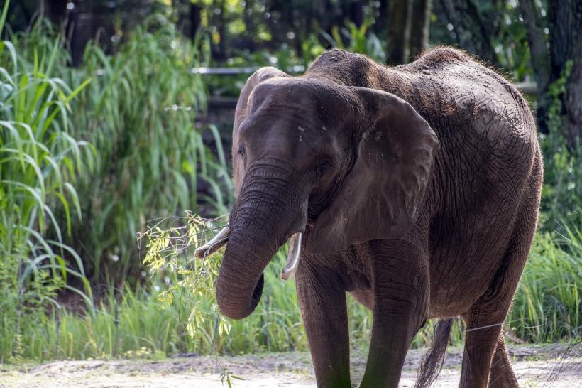 O instanță din New York a decis că elefantul Happy nu este persoană și rămâne la Zoo