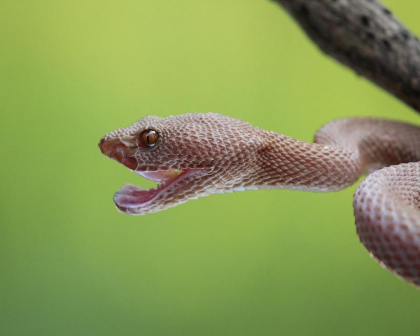 Veninul șerpilor, un super-lipici pentru sângerările masive 