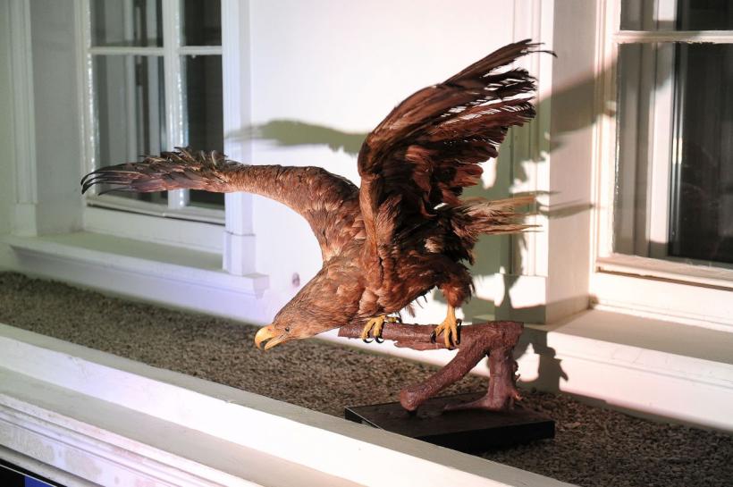 Theodor Aman, Picasso și Dali, printre dinozaurii de la „Antipa” 18792907