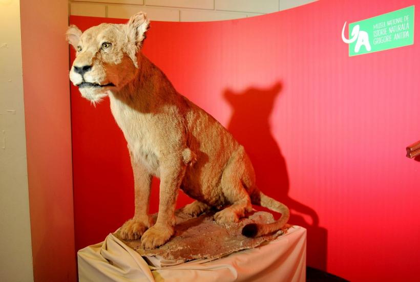 Theodor Aman, Picasso și Dali, printre dinozaurii de la „Antipa” 18792910