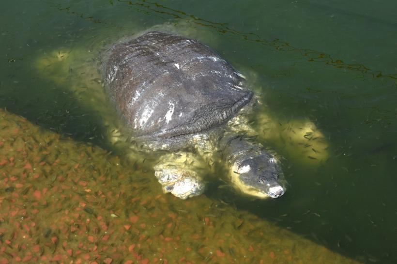 Japonia: Zeci de broaște țestoase au fost înjunghiate în gât. Animalele au fost găsite pe o plajă