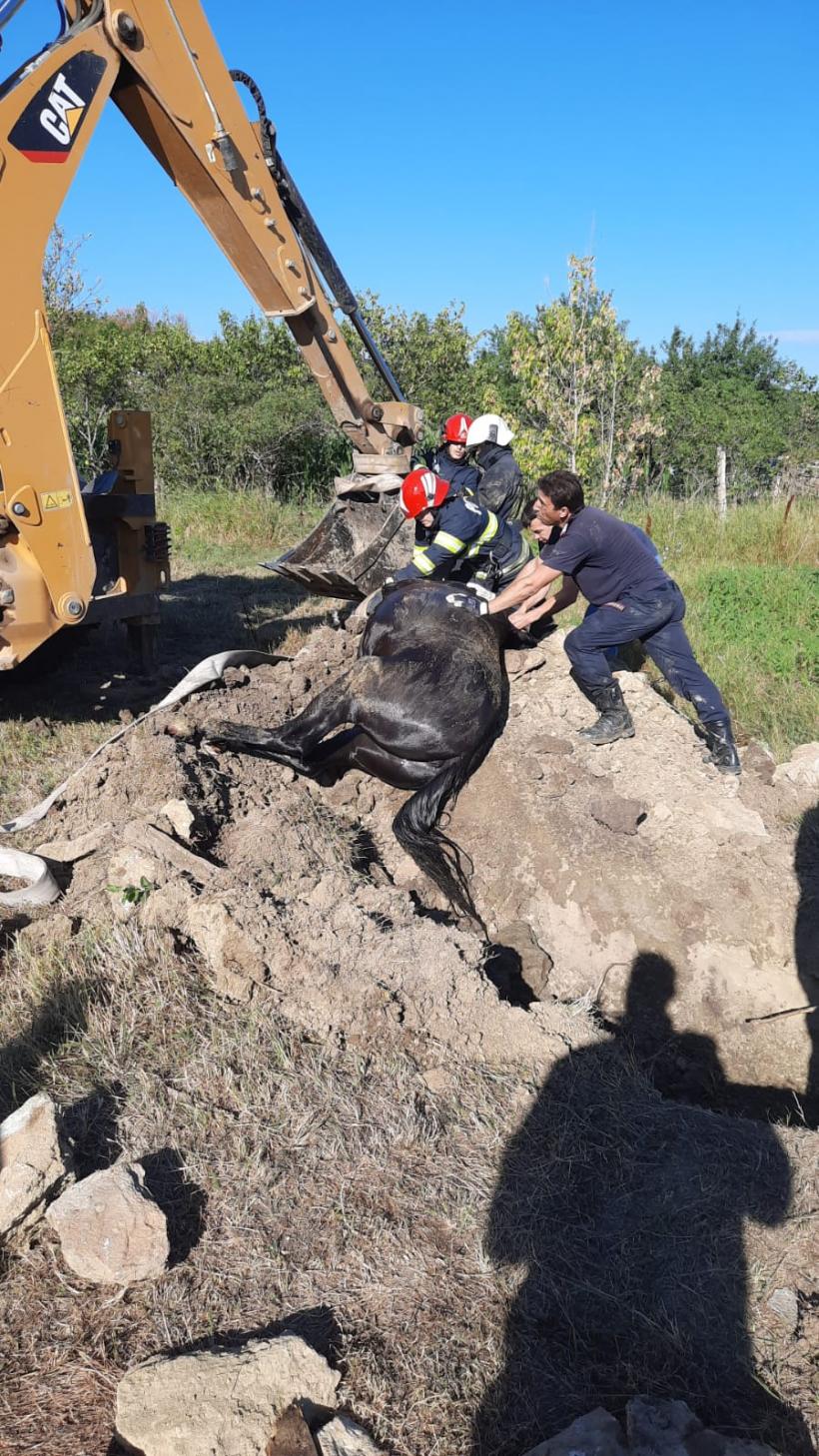 Accident la Iași. Un cal a fost salvat de pompieri după ce a căzut într-o fântână