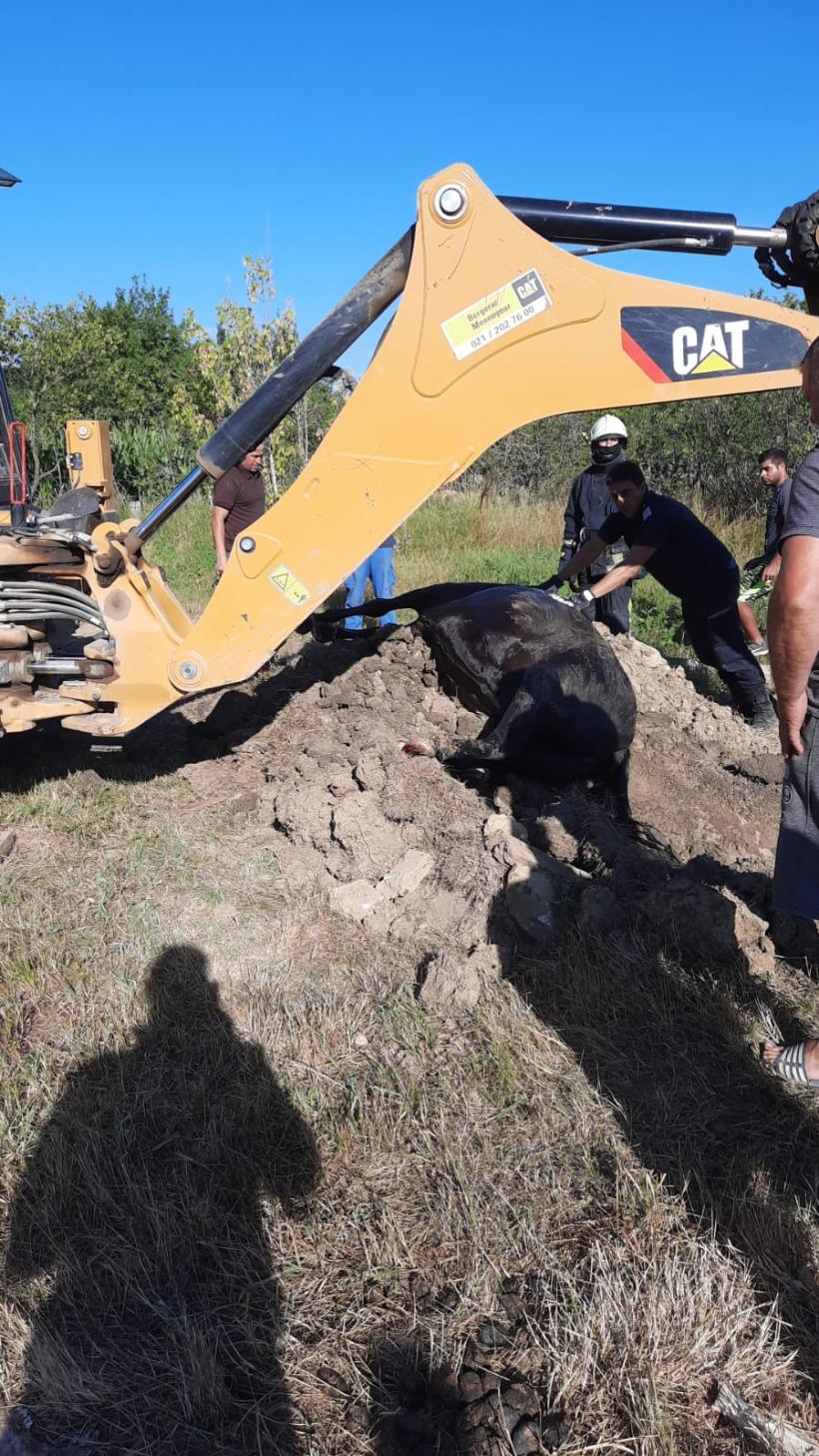 Accident la Iași. Un cal a fost salvat de pompieri după ce a căzut într-o fântână 18793798