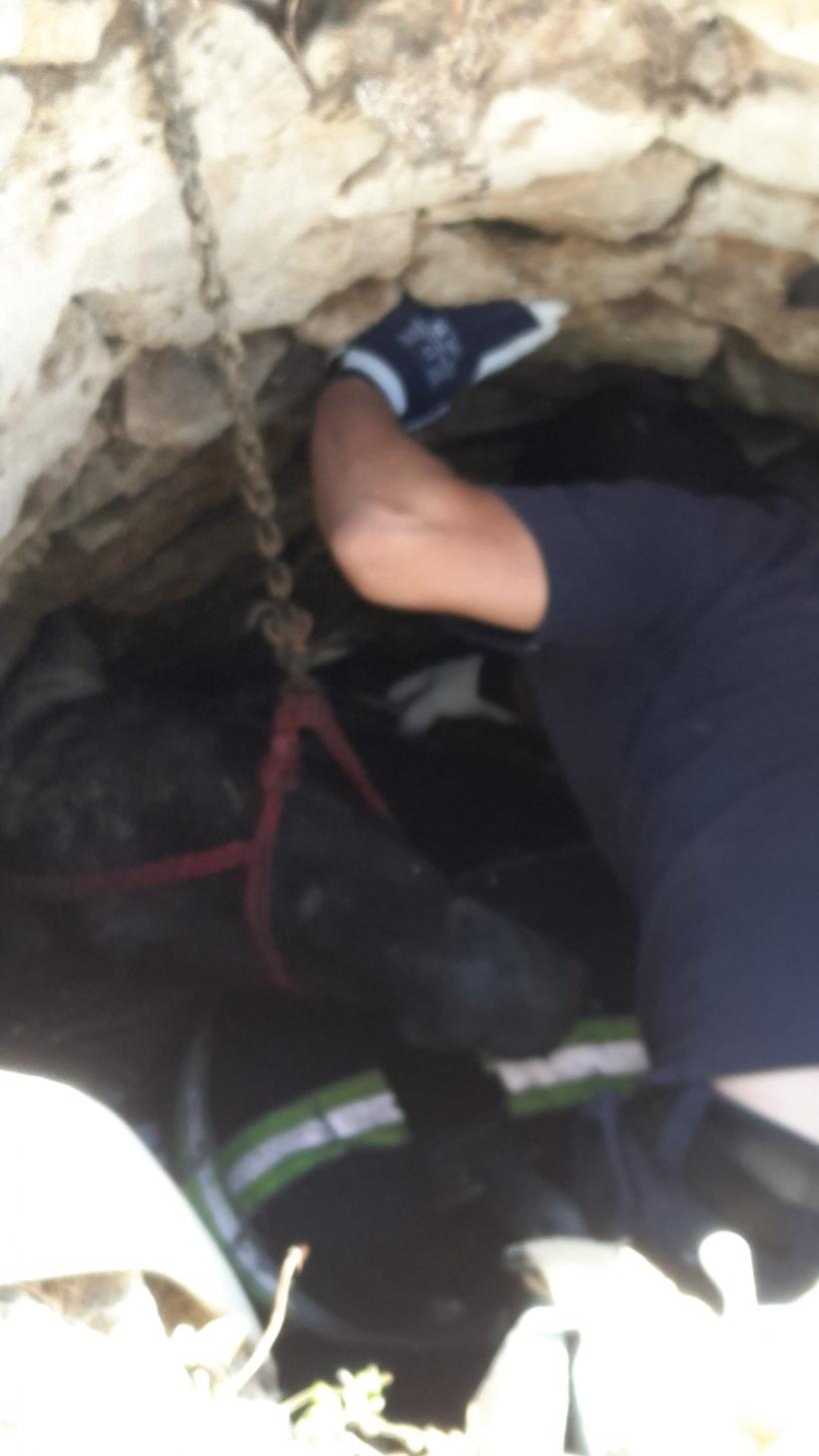 Accident la Iași. Un cal a fost salvat de pompieri după ce a căzut într-o fântână 18793799