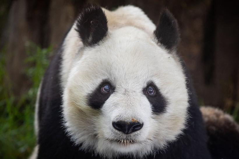 Cel mai bătrân panda uriaş din lume a murit în Hong Kong