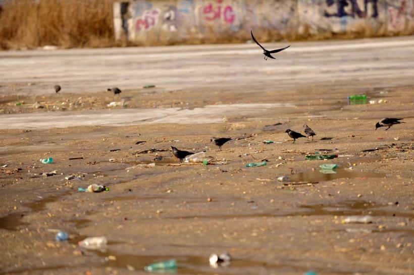 8 din 10 deșeuri aruncate pe litoral sunt din plastic