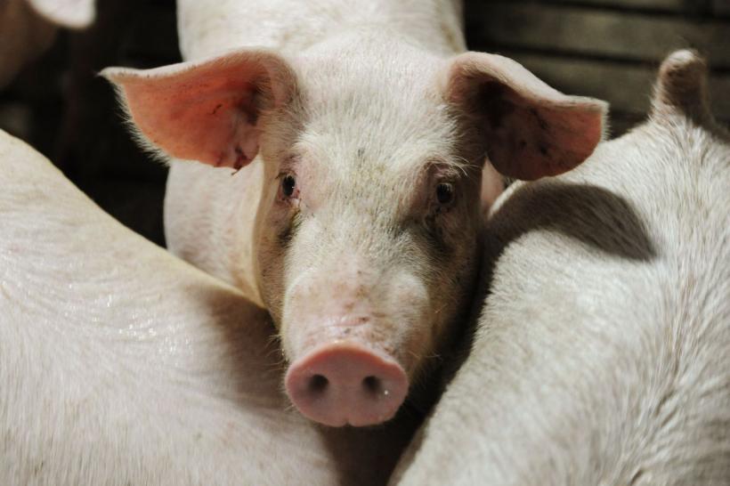 Cercetare: Organe de porc, parțial reînviate la o oră după ce animalul a fost ucis