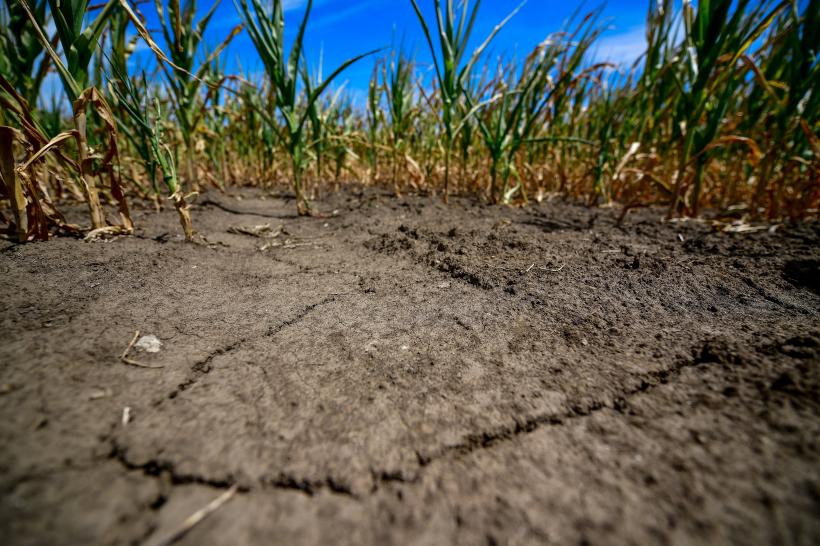 Suprafaţa totală afectată de secetă în România creşte la 214.870 hectare