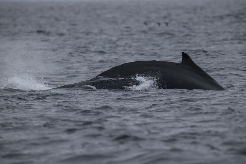 Franța: Plan pentru salvarea unei balene ajunsă în Sena!