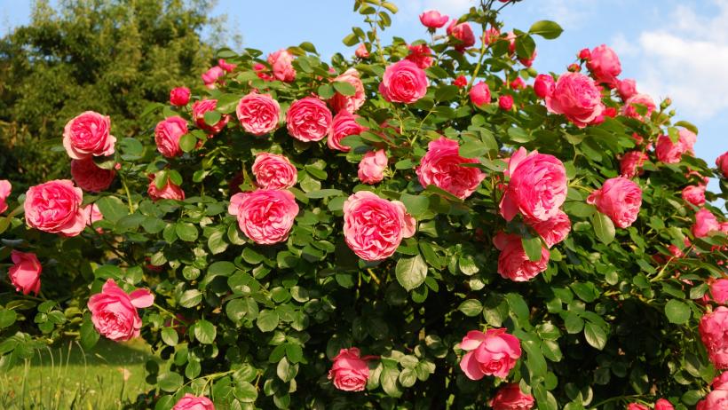SFANTA MARIA, obiceiuri şi SUPERSTIŢII: Ce înseamnă dacă înfloresc trandafirii în preajma Adormirii Maicii Domnului