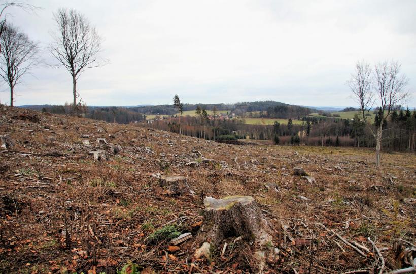 România a pierdut anul trecut 34 de hectare de pădure pe zi