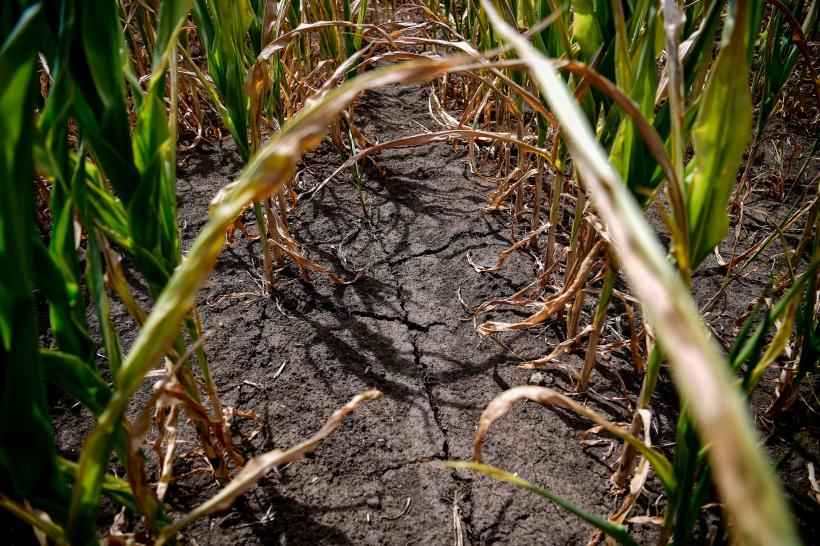 Suprafaţa afectată de secetă a depășit 457.400 de hectare în 35 de judeţe