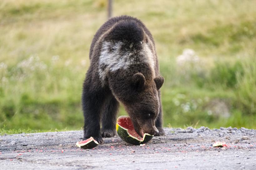 Soluția lui Barna pentru urșii agresivi: transformă România într-o pădure de garduri electrice