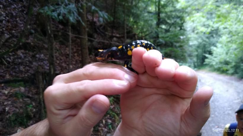 Făgăraș, muntele de fum, muntele de rouă 18798833