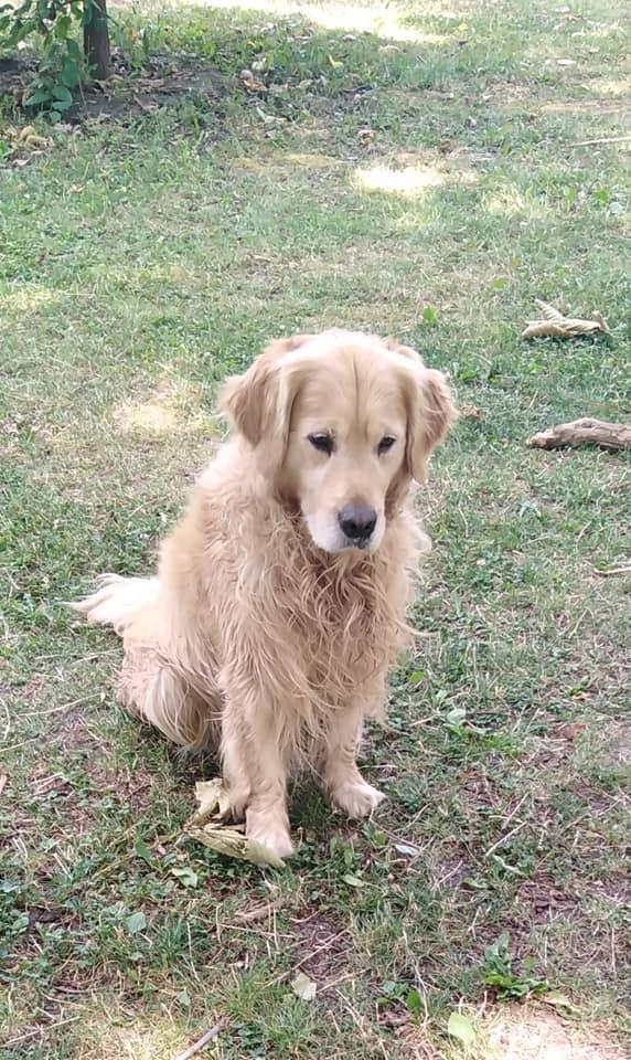 Fenomenul „Finding Dixi” 18799078