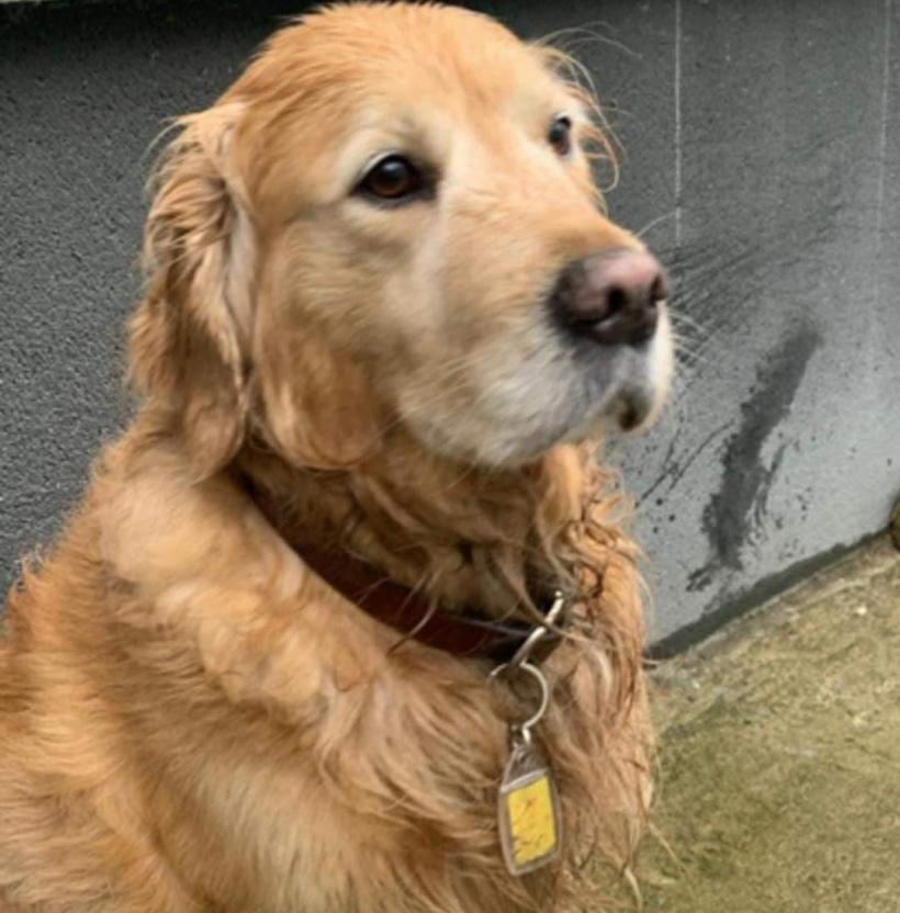 Fenomenul „Finding Dixi” 18799079