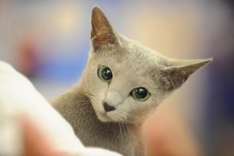 SofistiCAT 2022. Concursul celor mai frumoase pisici  18799618