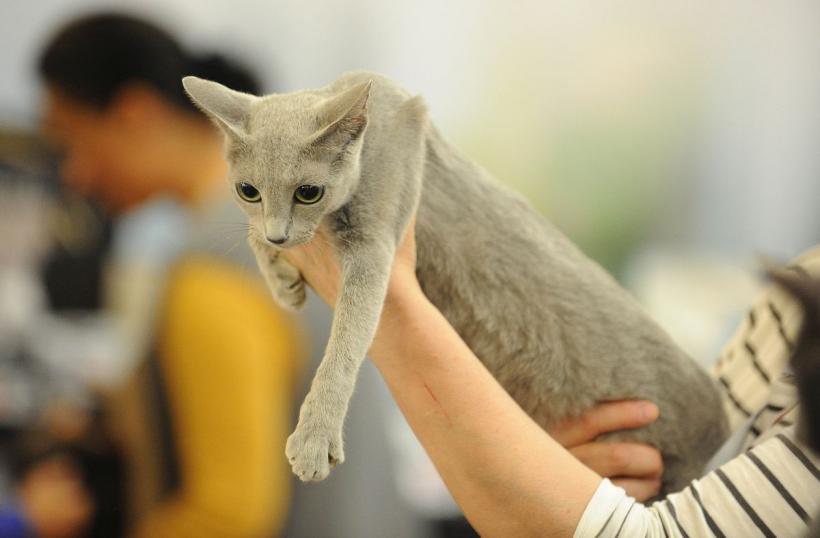 SofistiCAT 2022. Concursul celor mai frumoase pisici  18799619