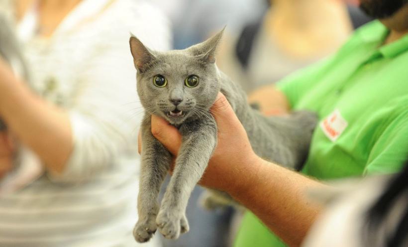 SofistiCAT 2022. Concursul celor mai frumoase pisici  18799620