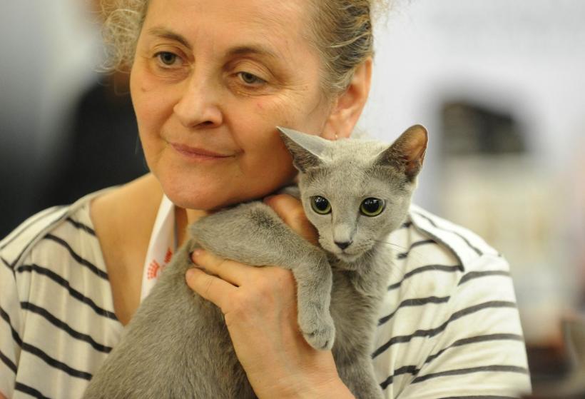 SofistiCAT 2022. Concursul celor mai frumoase pisici  18799621