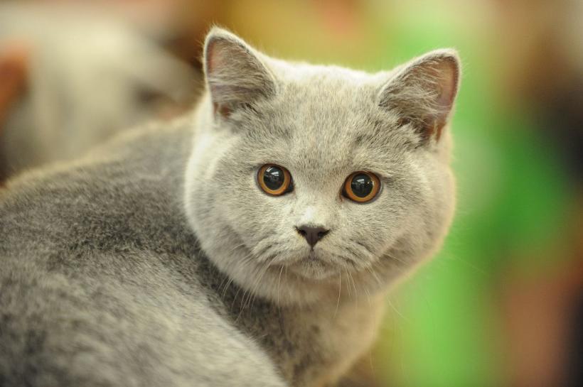 SofistiCAT 2022. Concursul celor mai frumoase pisici  18799622