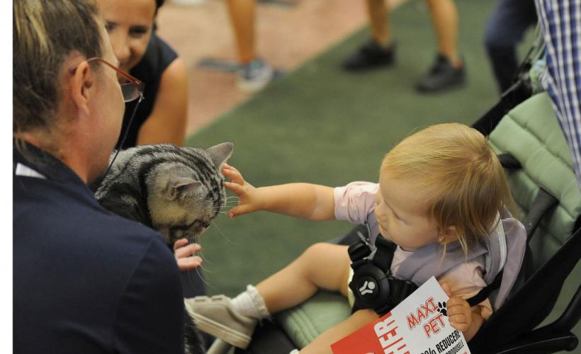 SofistiCAT 2022. Concursul celor mai frumoase pisici  18799623