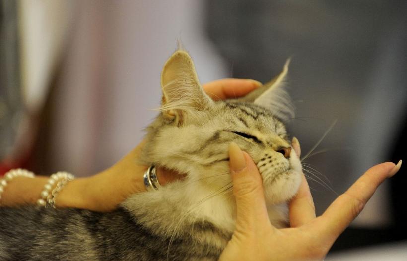 SofistiCAT 2022. Concursul celor mai frumoase pisici  18799624