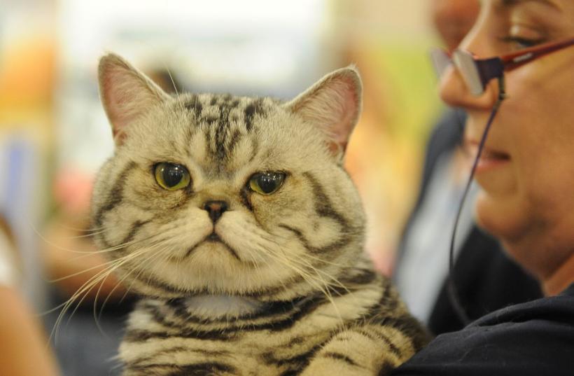 SofistiCAT 2022. Concursul celor mai frumoase pisici  18799626