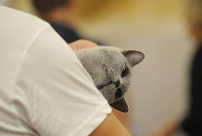 SofistiCAT 2022. Concursul celor mai frumoase pisici  18799627