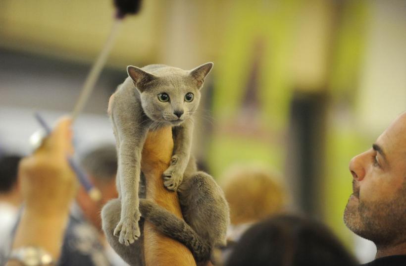 SofistiCAT 2022. Concursul celor mai frumoase pisici  18799629