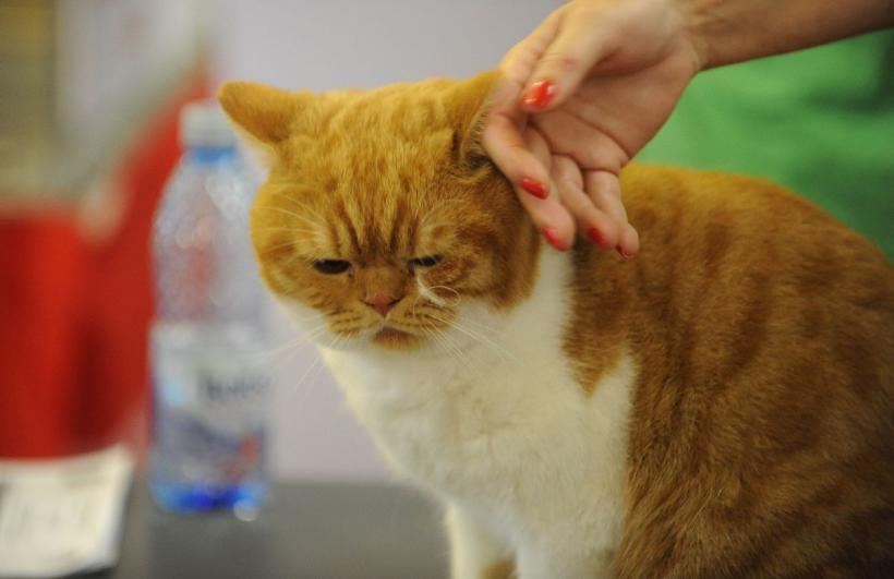 SofistiCAT 2022. Concursul celor mai frumoase pisici  18799631