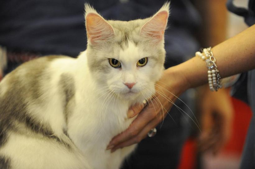 SofistiCAT 2022. Concursul celor mai frumoase pisici  18799632