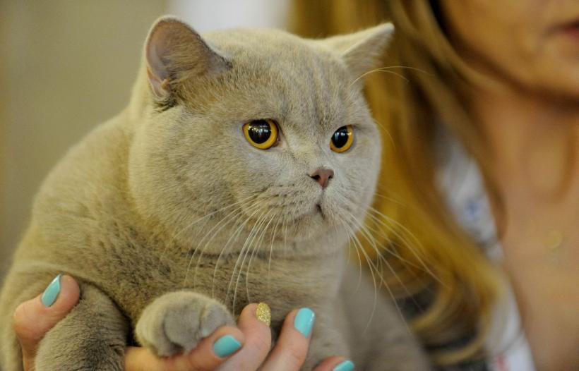 SofistiCAT 2022. Concursul celor mai frumoase pisici  18799633