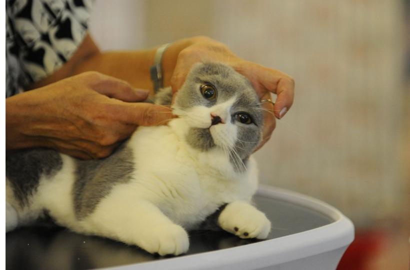 SofistiCAT 2022. Concursul celor mai frumoase pisici  18799634