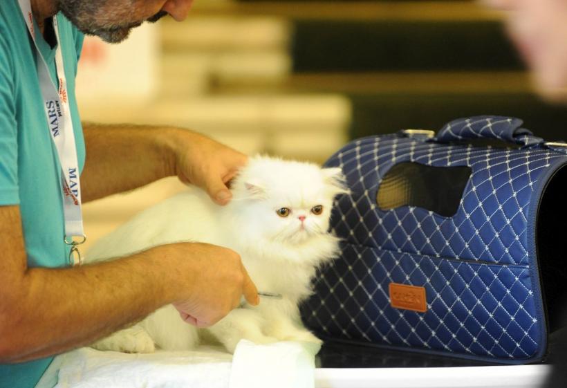 SofistiCAT 2022. Concursul celor mai frumoase pisici  18799635