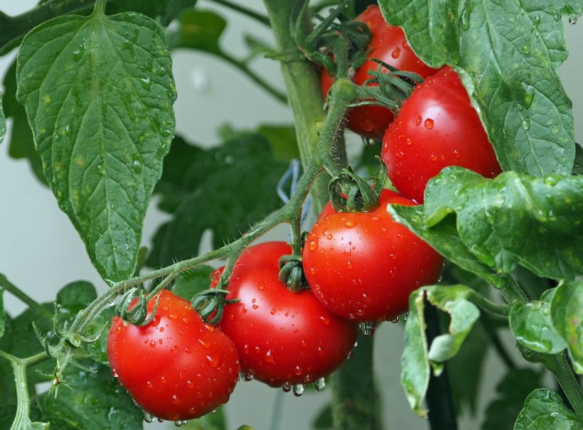 O nouă legumă pentru consumatori. A fost creată o tomată violet cu efecte benefice asupra cancerului