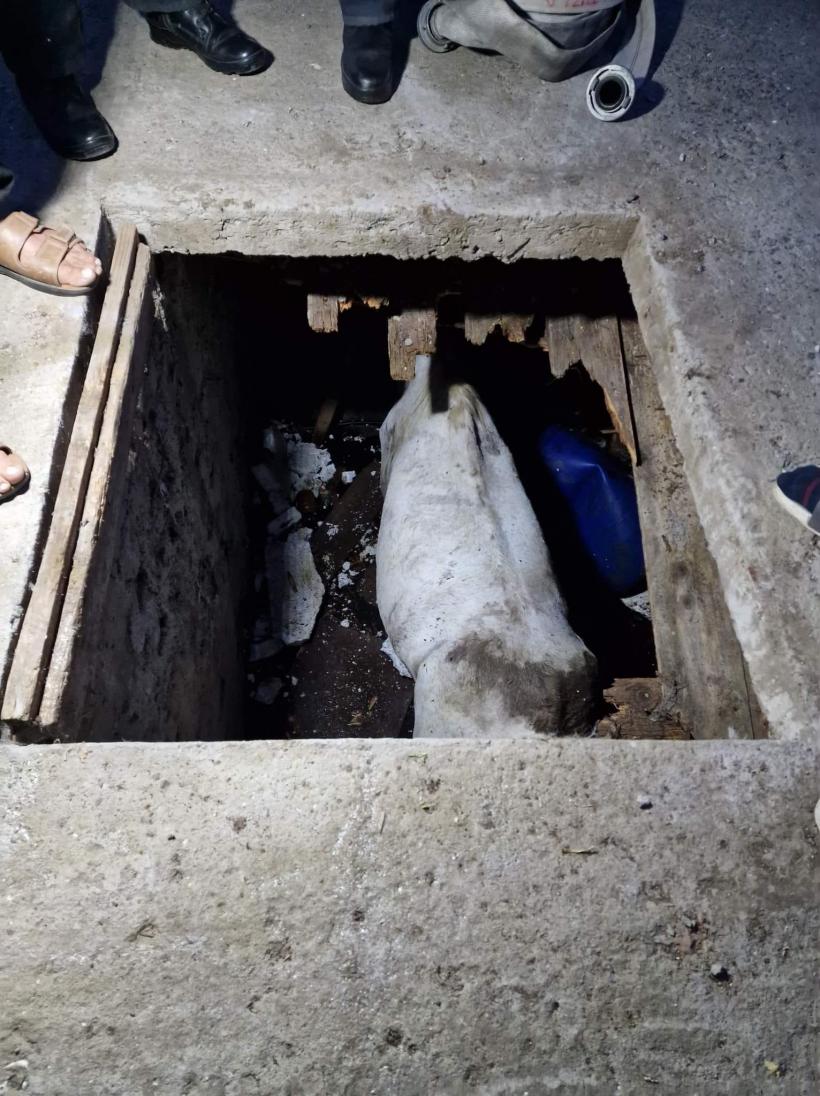 Salvare spectaculoasă. Un cal a fost scos dintr-un beci de aproximativ 3 m adâncime 18800711
