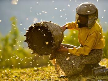 Ce putem învăța de la albine despre viitorul planetei: multi-premiatul documentar Honeyland va fi proiectat la București, în cadrul One Minute Older