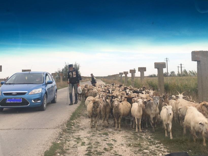 Vadu, punguța cu metale rare a României îngropată în nisip și boemie 18801956