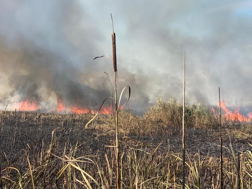 Incendiu de stuf şi vegetaţie uscată în zona localității Jurilovca. Intervenția pompierilor este una dificilă din cauza zonei greu accesibile 18803236