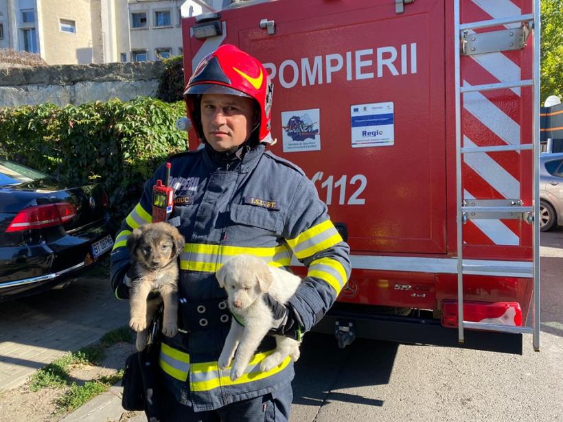 Pompierii botoșăneni au salvat patru cățeluși dintr-un canal adânc de trei metri 18803098