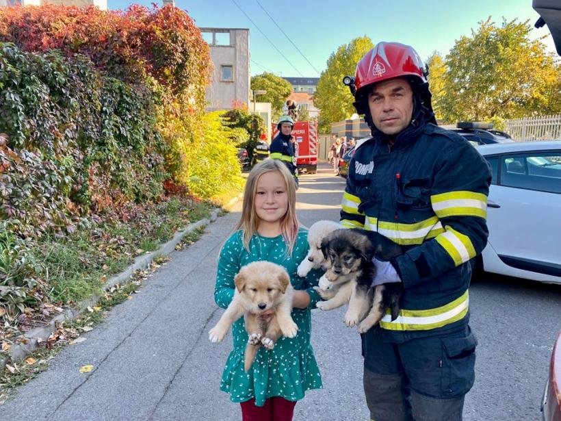 Pompierii botoșăneni au salvat patru cățeluși dintr-un canal adânc de trei metri 18803099